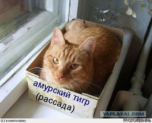 Ну и где ваш котовторник?