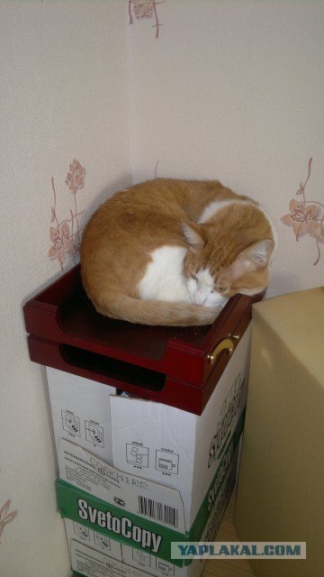 Котовторник 20.03.2012