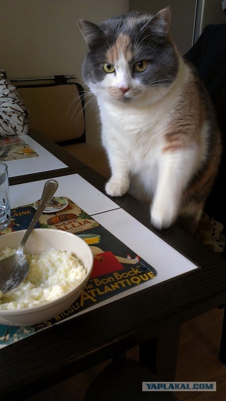 Котовторник  16.10.12