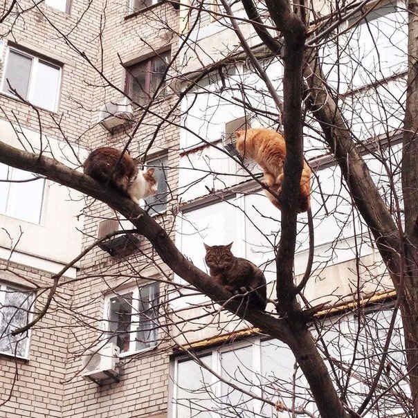 Забавные фото котеек