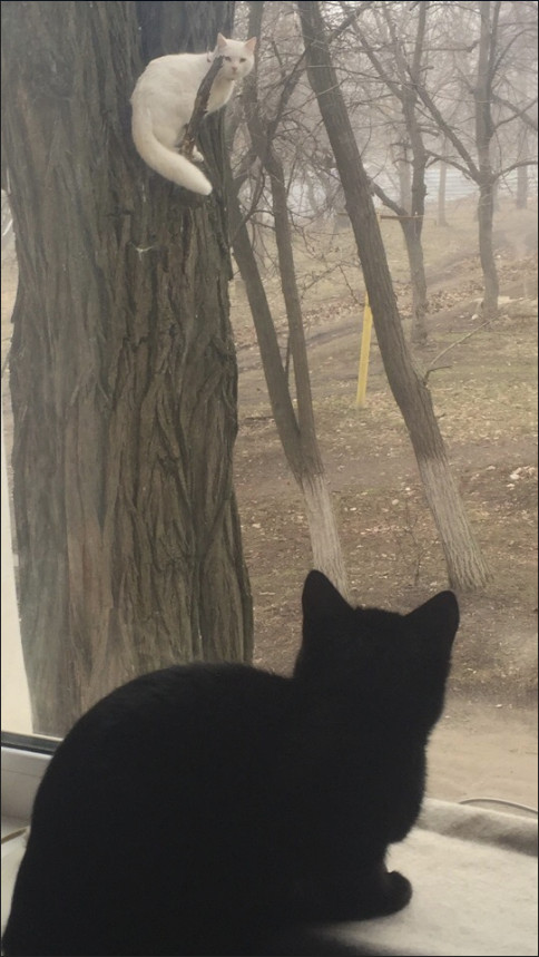 Забавные фото котеек
