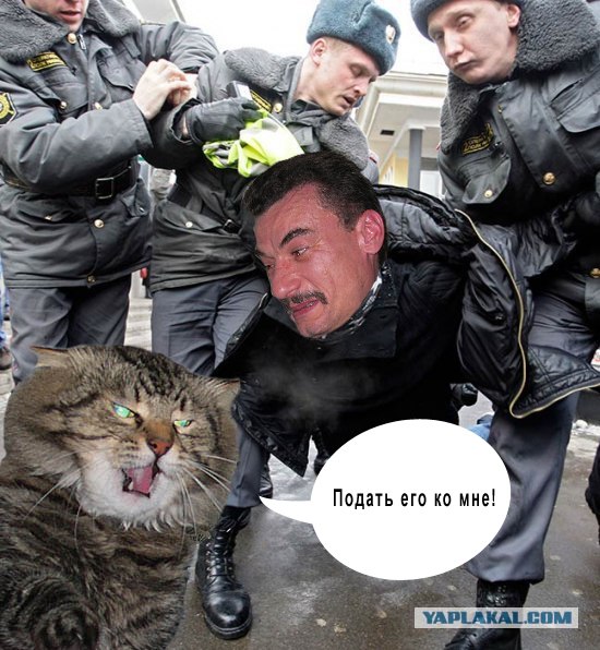 Злой кот