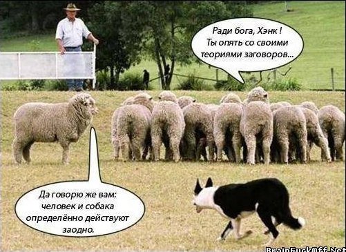 Работа пастушьих собак на овечьей ферме с высоты птичьего полета