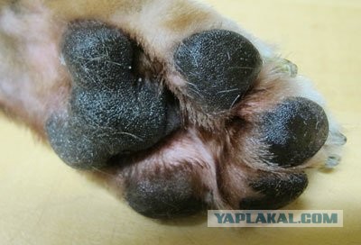 Хиромант