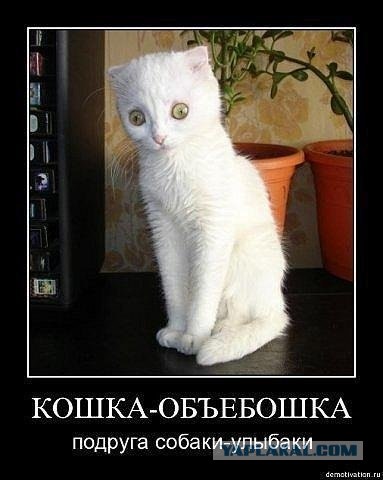 Дискокот