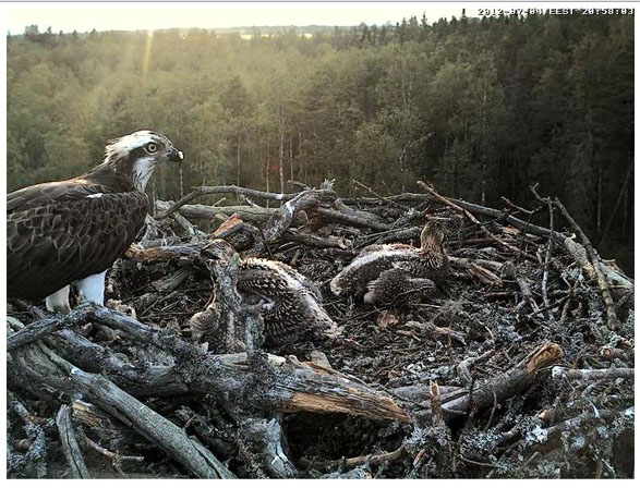 Прямая трансляция из Гнезда