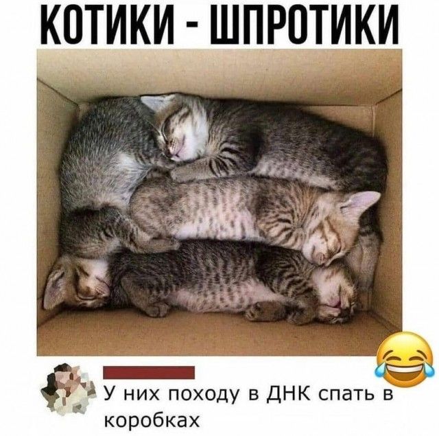 Картинки и мемы для настроения  -  9