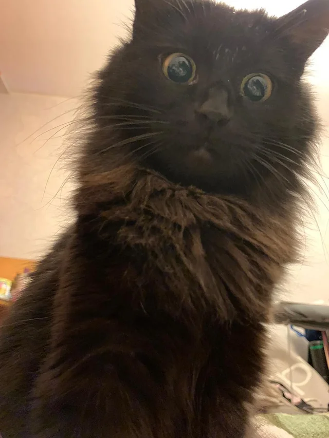 Начинаем котовторник.