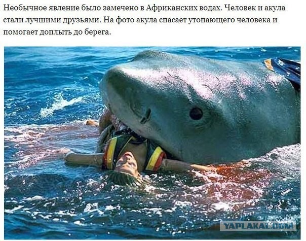 Дружба животных
