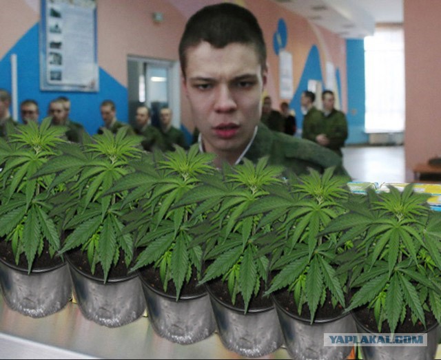 Фотожаба: удивленный рядовой