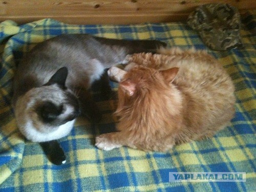 Котовторник 16.04.2013