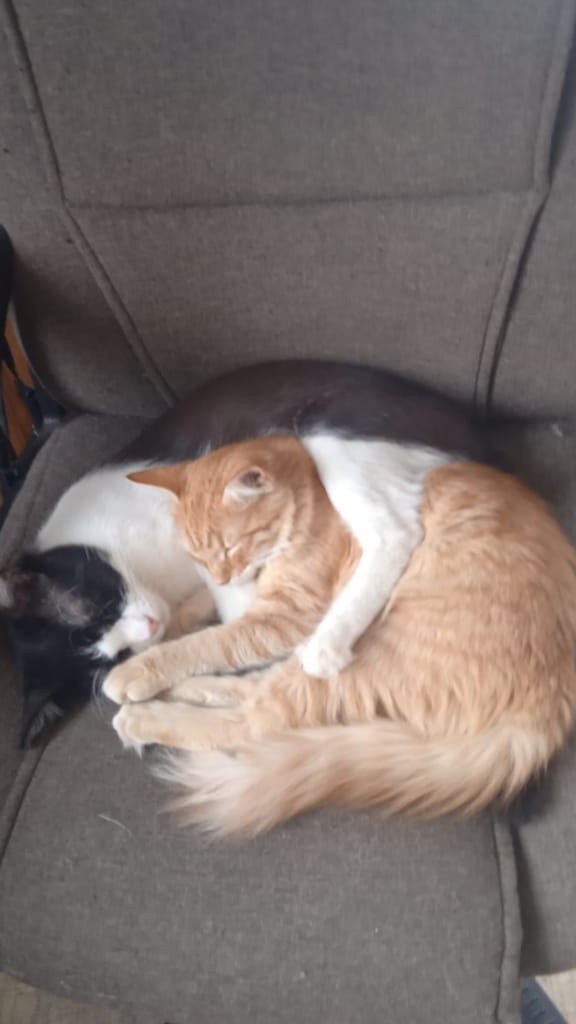 Не прошёл мимо котёнка