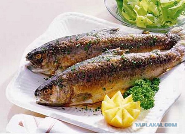 Краснопёрка (Угай дальневосточный)
