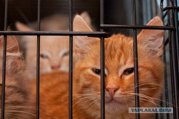 Котовторник 30.04.2013