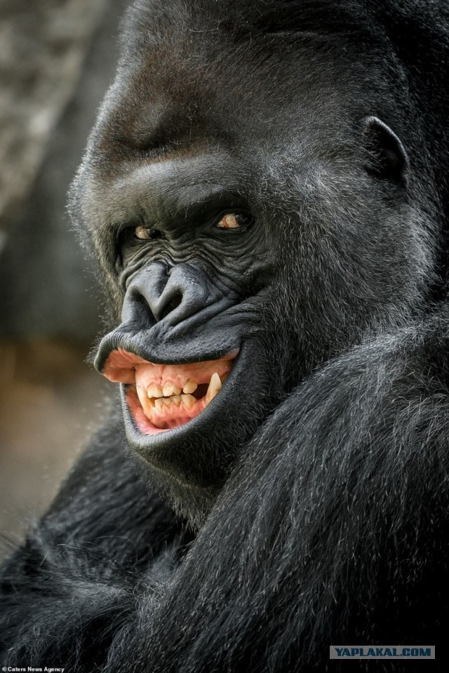 Красивые мужчины ЯПа