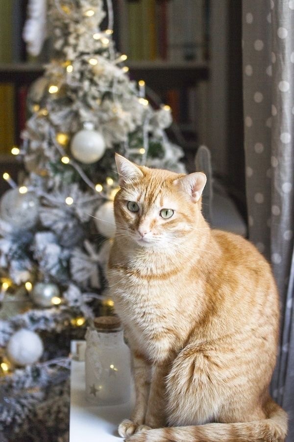 Прикольные и просто красивые картинки 31.12.2024