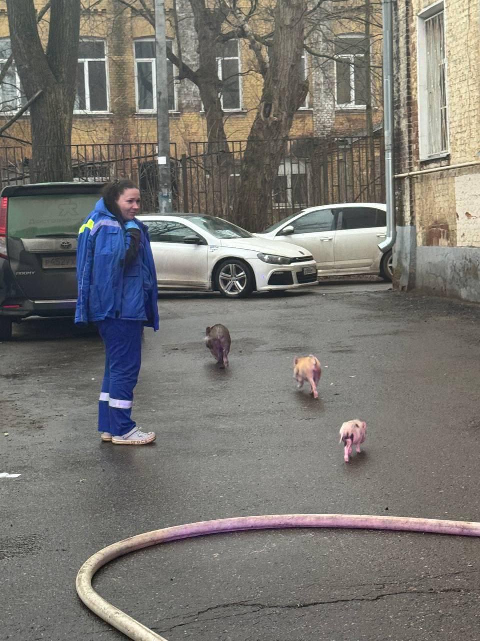 В Балашихе из огня спасли семью, их соседей и целый выводок мини-пигов