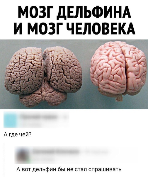 Кажется, дельфины узнали, что люди боятся акул, и теперь устраивают пранки