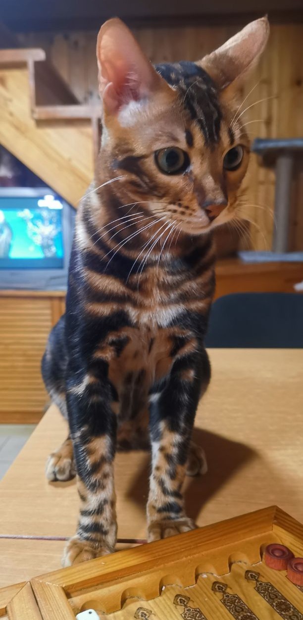 Спящий кот