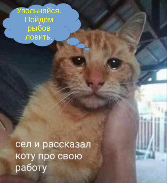 К котовторнику: подборка картинок-баянов с котиками и про котиков. Выпуск 19.