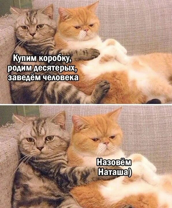 Котовфторник