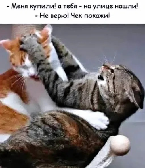 На уходящий котовторник