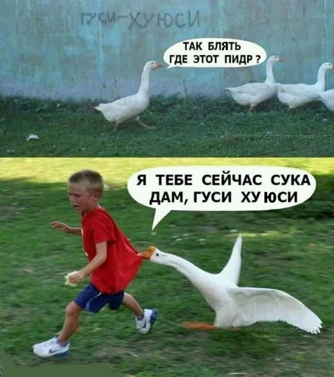 Ребёнок vs гусь