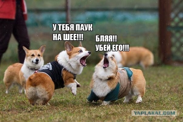 Собака, ты все перепутала…