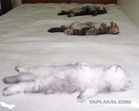 Пусть мама услышит, пусть мама придет - мимишность