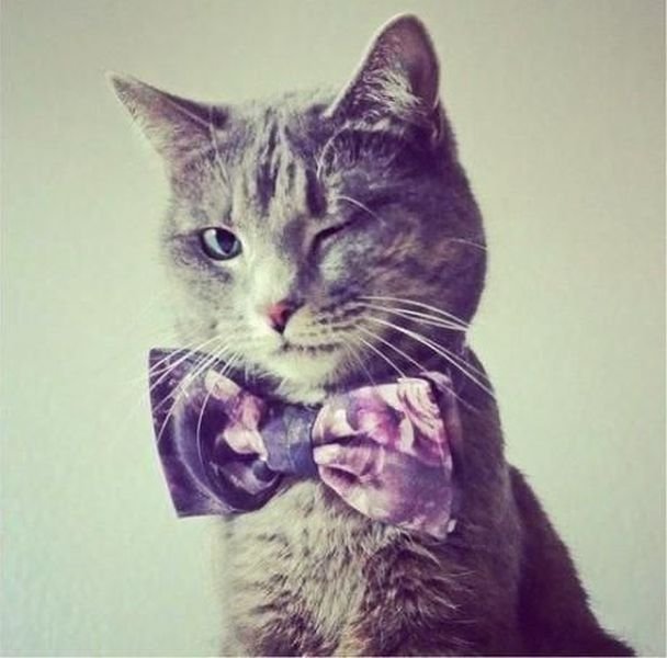 Котенька. Собрался на собеседование, наверное.