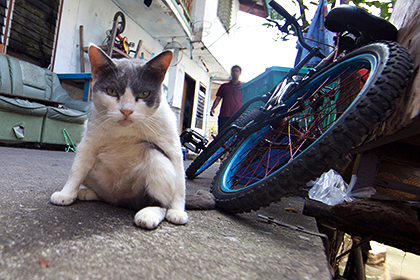 Котят "тащит по музону