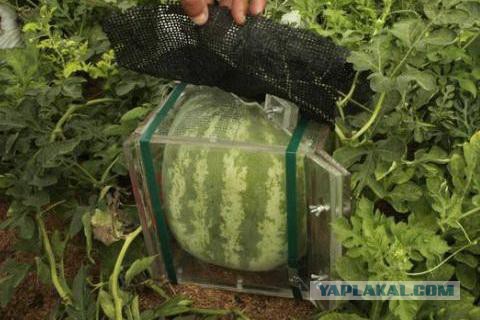 Груша в бутылке