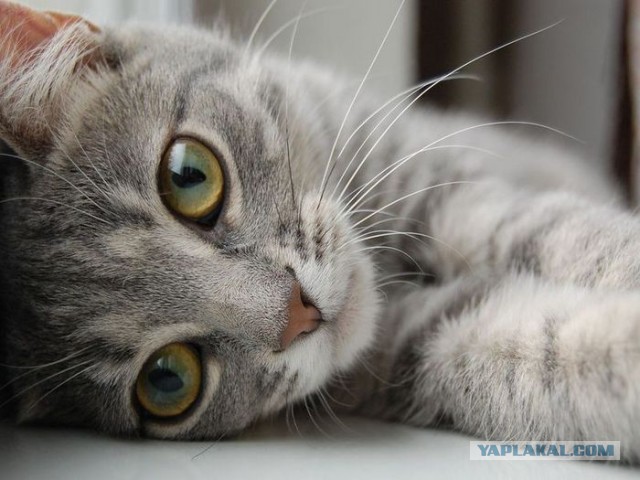 Котовторник 11.11.2014