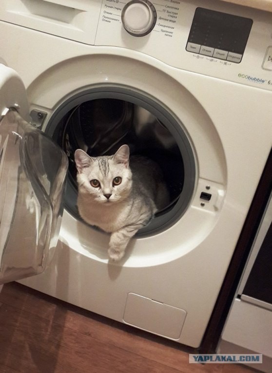Сторожевой кот