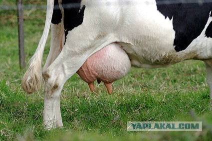 Как выглядят 19 популярных продукта