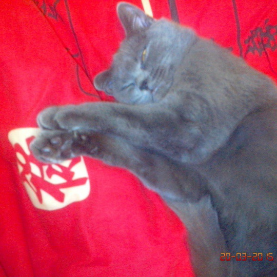 Котовторник 07 04 2015