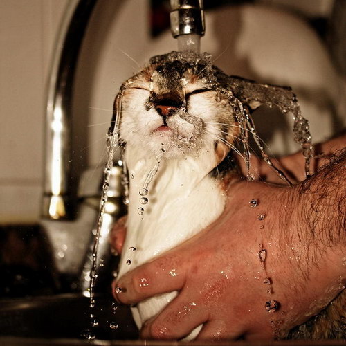 Мокрые киски.