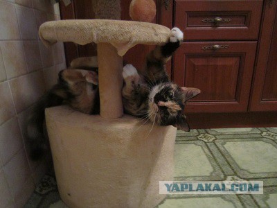 Котовторник 16.06.2015., Котовторник наступил!