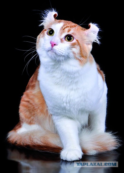 Котики