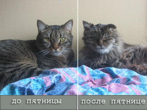 Коты, кошки, котята