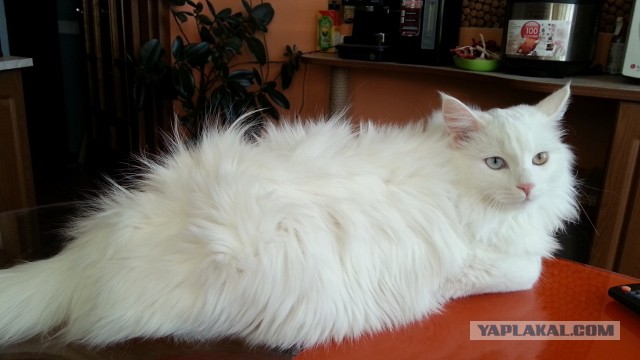 Котооо-о-о-вторник