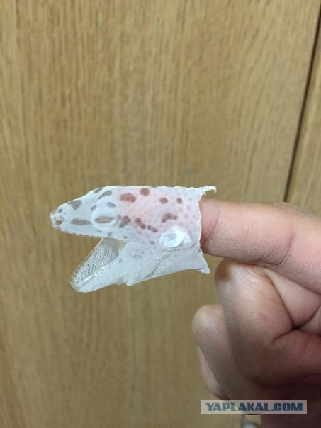 Ужасы и приколы, говорите?