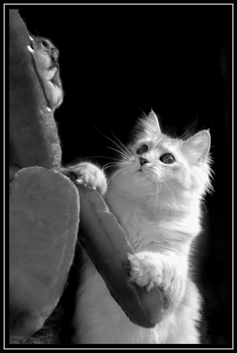Коты, кошки, котята