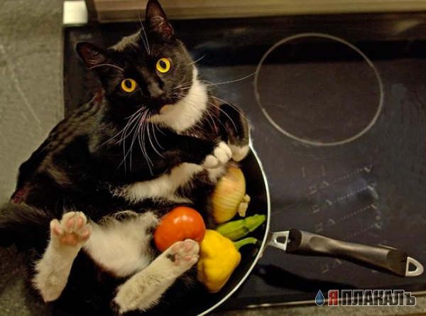Коты, кошки, котята