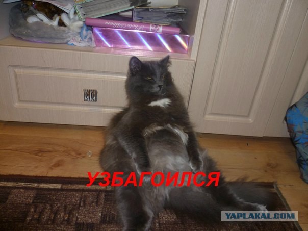 Как кошки захватили мир