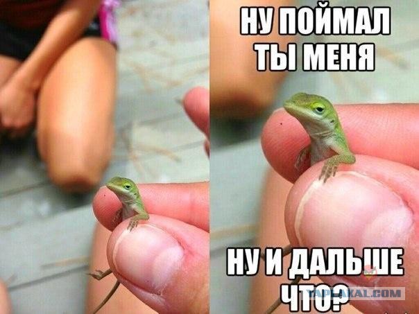 Фото из конкурса на самую смешную фотографию дикой природы