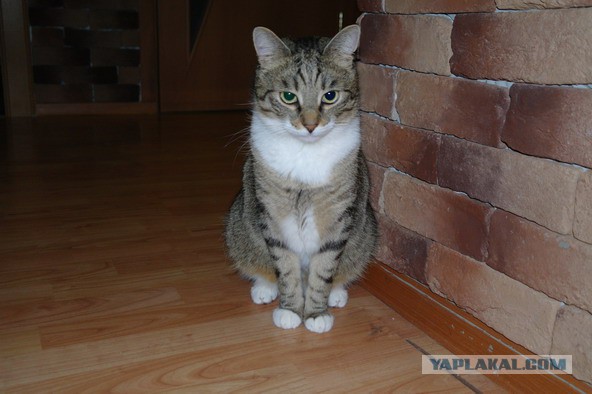 Ничего необычного для котовторника
