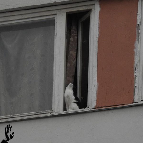 Коты из сети