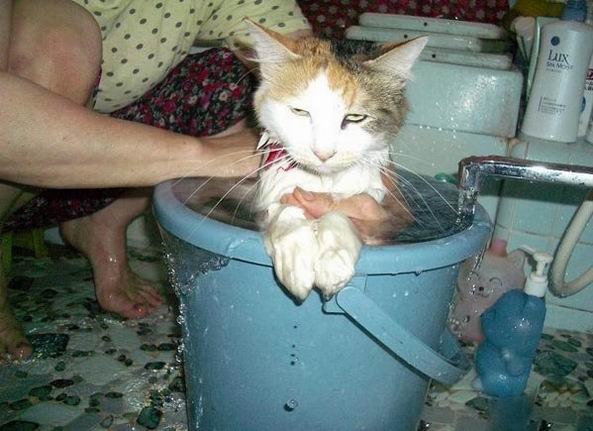 Коты из сети