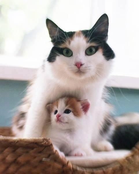 Коты из сети